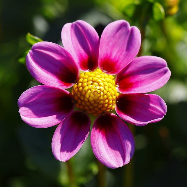 Dwarf Dahlia  100 Seeds  Dahlia variabilis