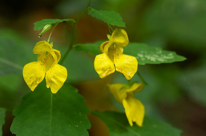 Yellow Jewelweed  20 Seeds  Impatiens pallida
