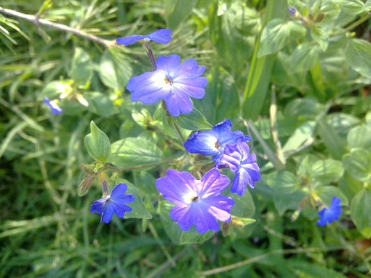 Amethyst Flower  10,000 Seeds  Browallia americana  USA Company