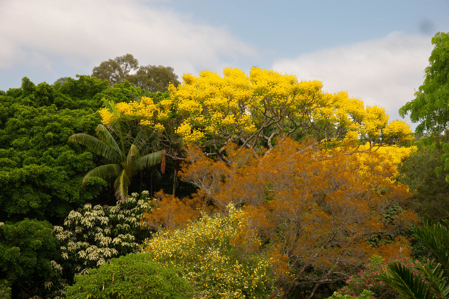 Brazilian Fern Tree   10 Seeds   Schizolobium parahyba