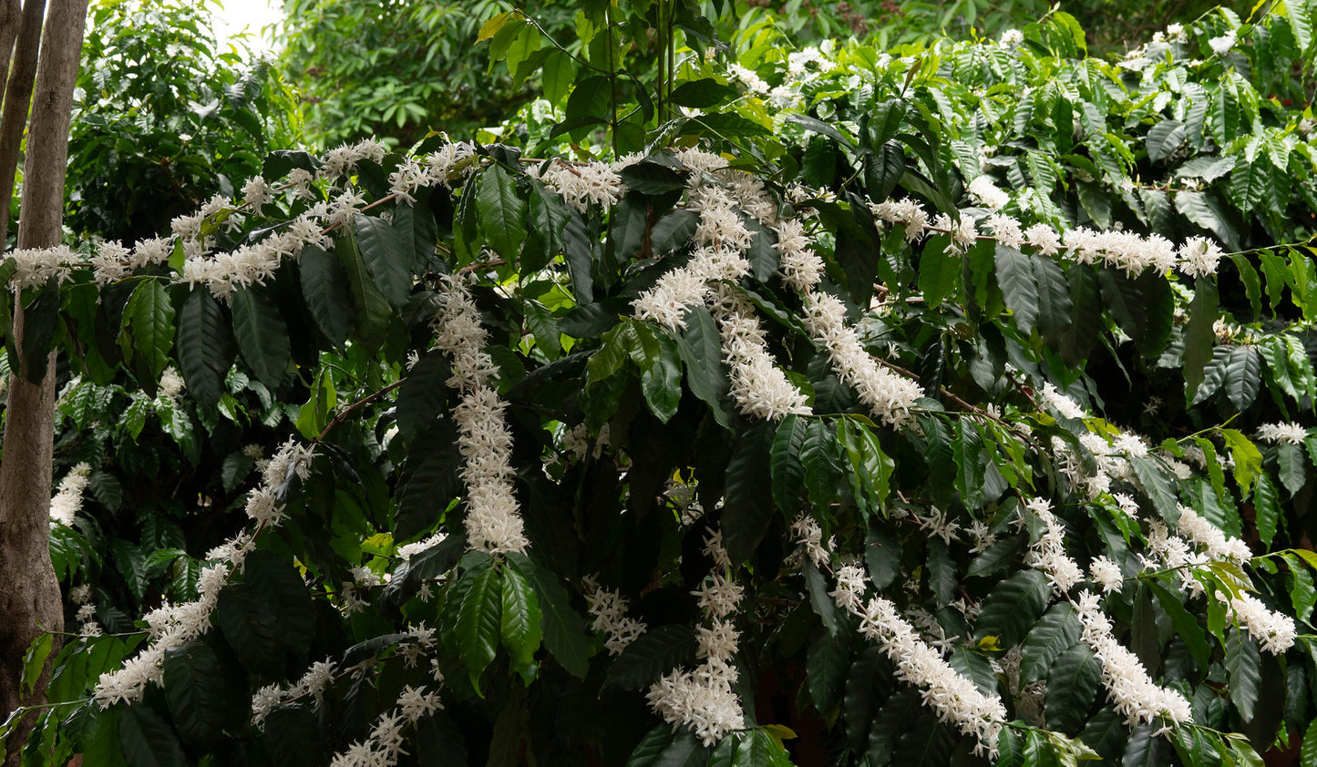Coffee  10 Seeds  Coffea arabica