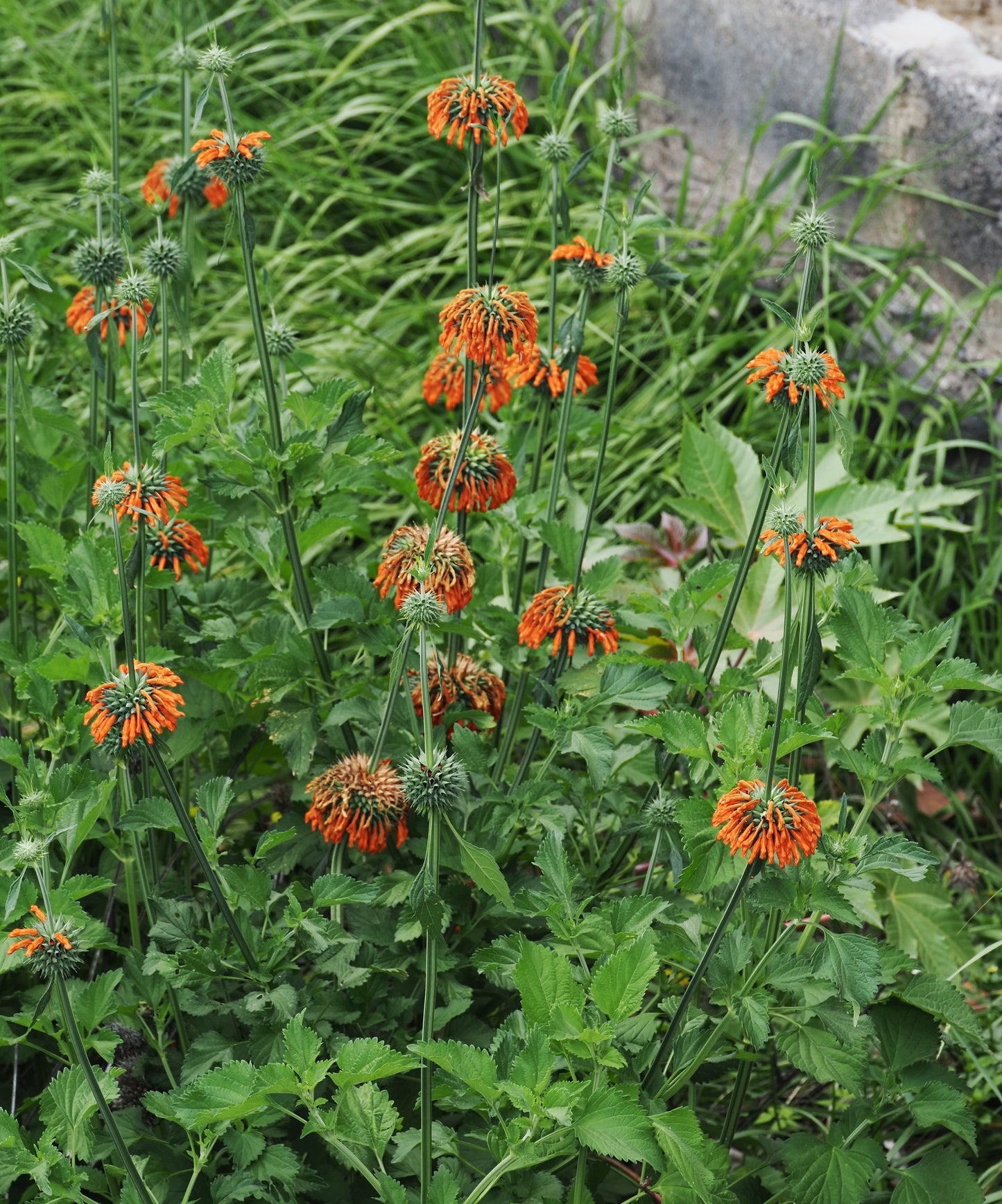 Lion's Ear   200 Seeds   Leonotis nepetifolia