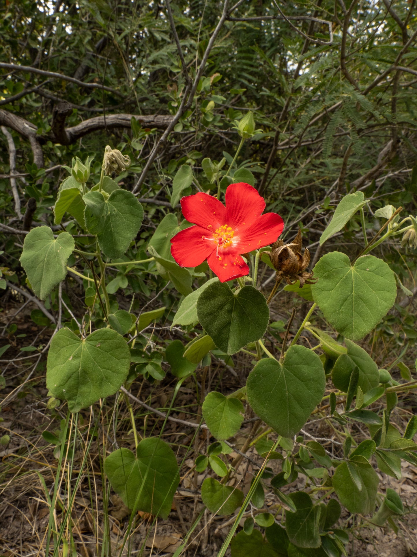 Heart Leaf Hibiscus   25 Seeds   Hibiscus martianus