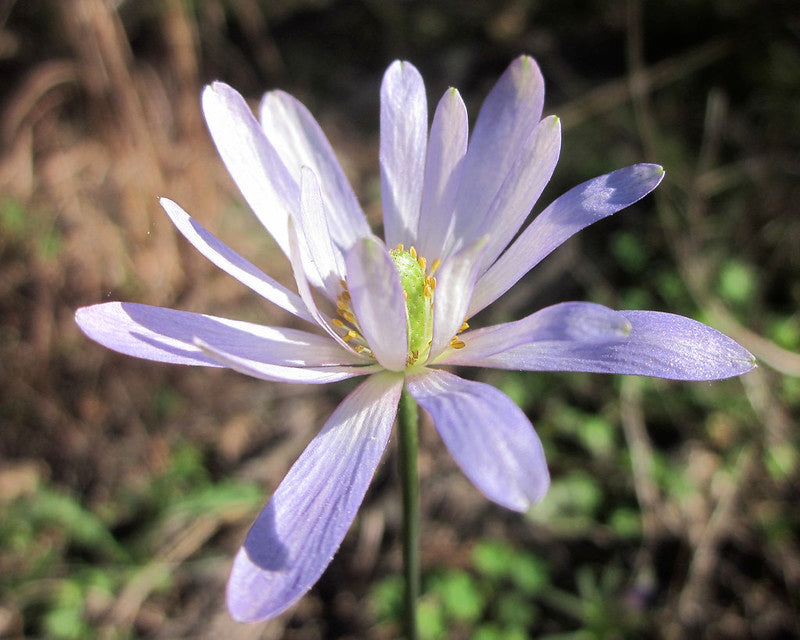 Tenpetal Anemone  Thimbleweed  Anemone berlandieri  20 Seeds  USA Company