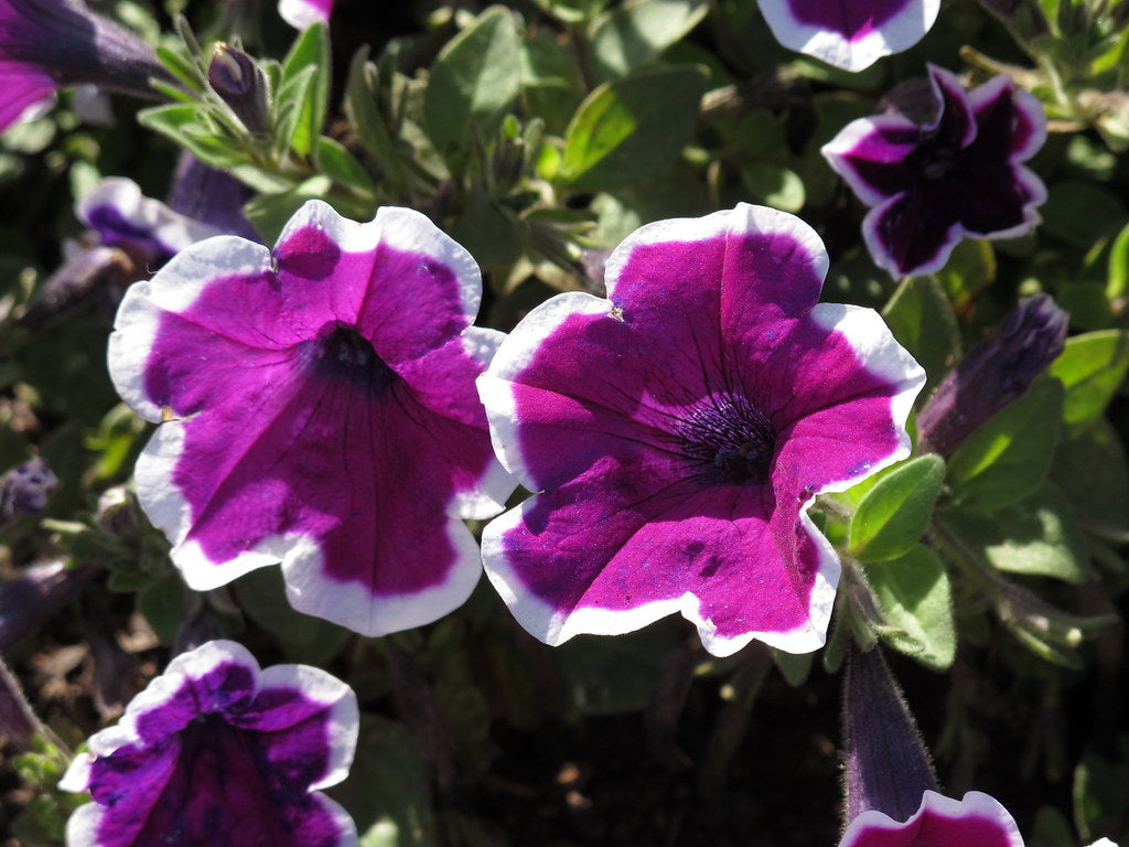 Petunia Picotee  100 Seeds  Petunia Multiflora