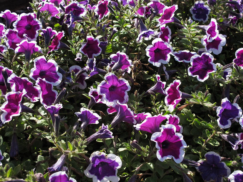 Petunia Picotee  100 Seeds  Petunia Multiflora
