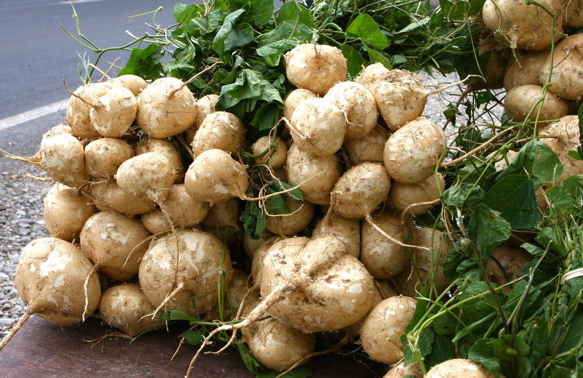 Jicama   10 Seeds   Pachyrhizus erosus