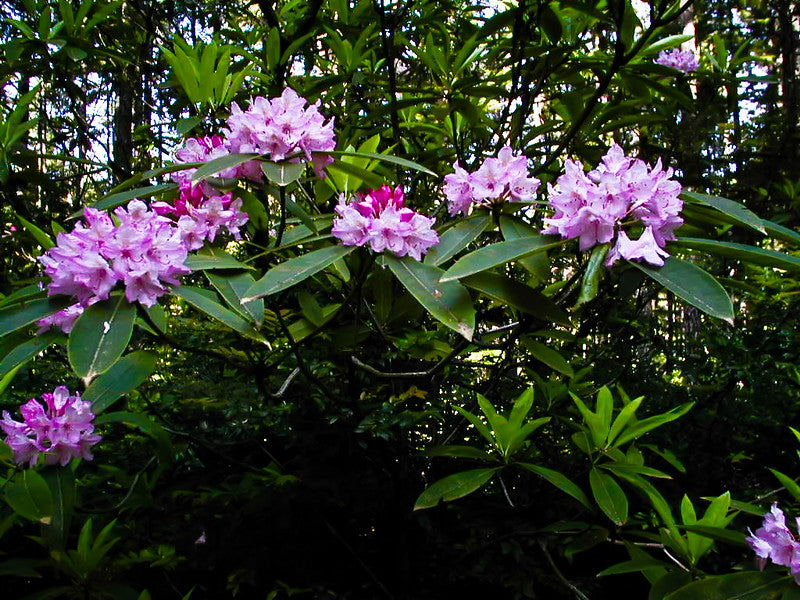 Pacific Rhododendron Rhododendron macrophyllum 100 Seeds USA Company ...