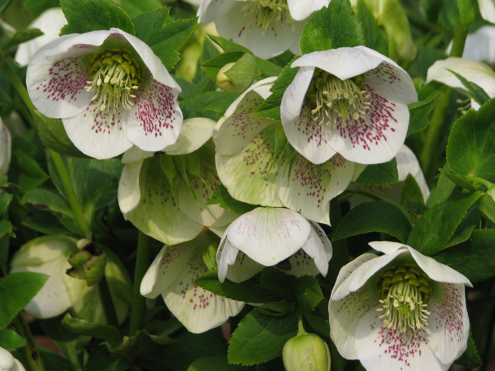 Lenton Roses Lenton Rose 10 Seeds Helleboris orientalis – R&B Floridaseeds