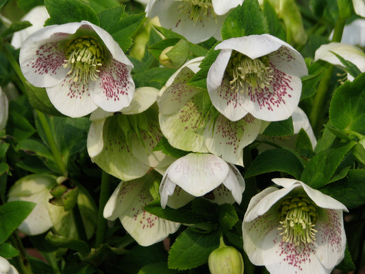 Lenton Rose 10 Seeds  Helleboris orientalis