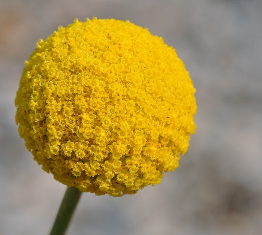 Drumstick Flower  100 Seeds  Craspedia globosa