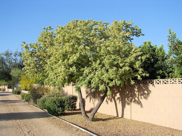 Fern of the Desert  20 Seeds  Lysiloma thornberi
