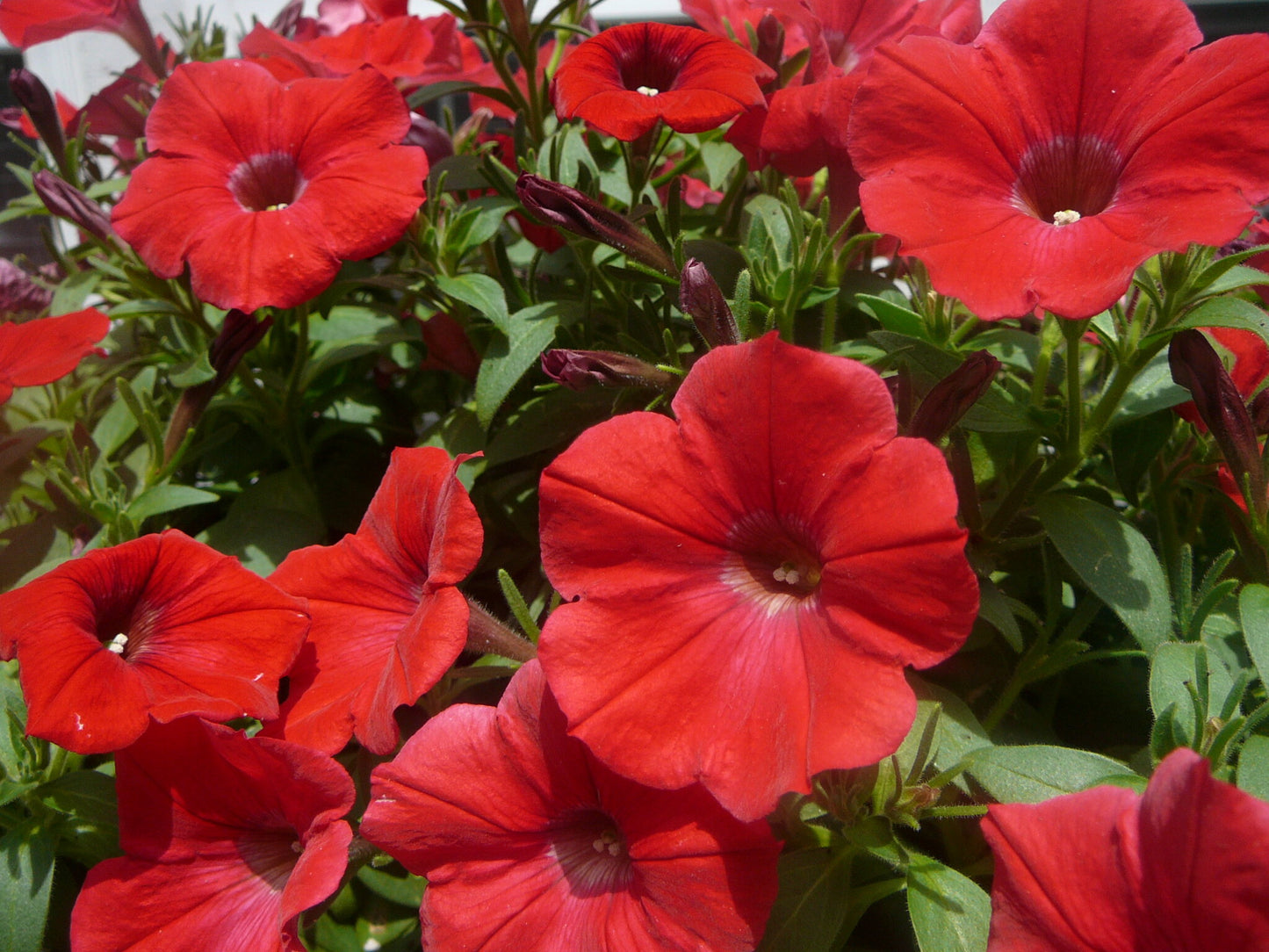 Red Petunia  100 Seeds  Petunia Grandiflora