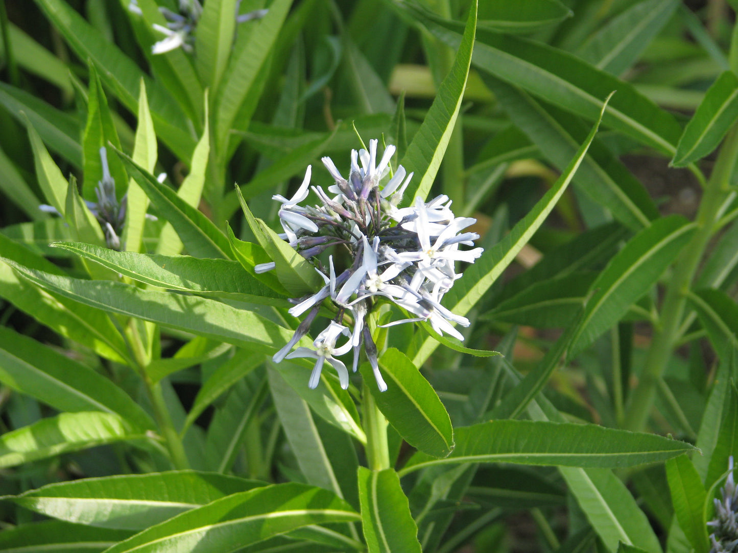 Ozark Bluestar  4000 Seeds  1 Oz  Amsonia illustris  Native Wildflower