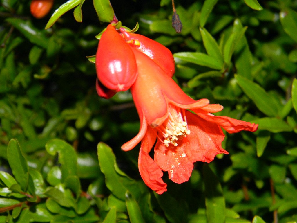 Dwarf Pomegranate  25 Seeds  Punica granatum