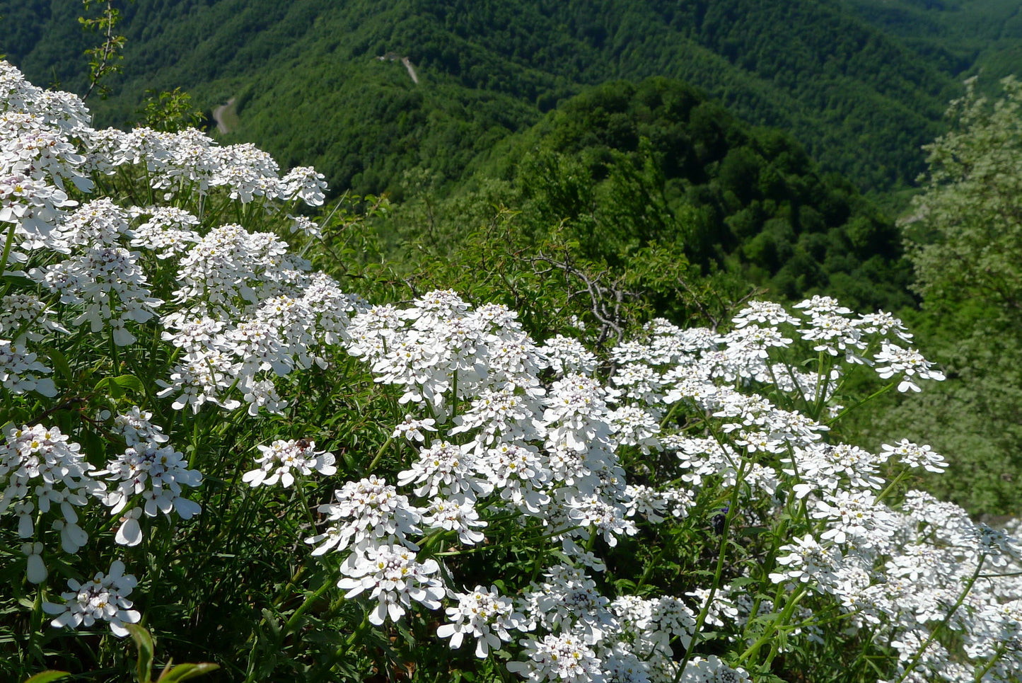 Candytuft   100 Seeds   Iberis amara