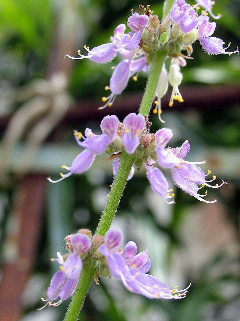 Patchouli   300 Seeds   Pogostemon cablin