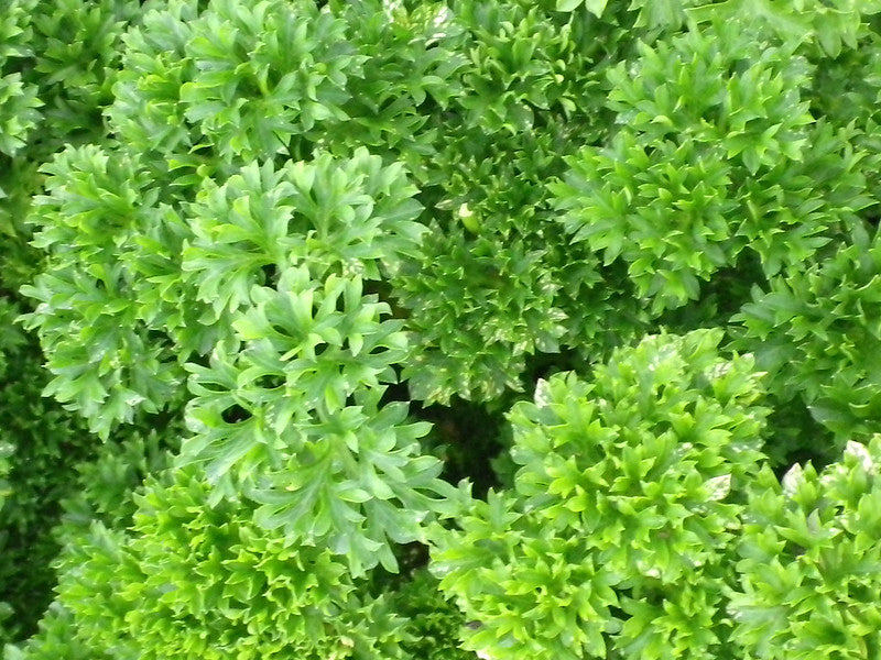 Curled parsley   100 Seeds   Petroselinum crispum