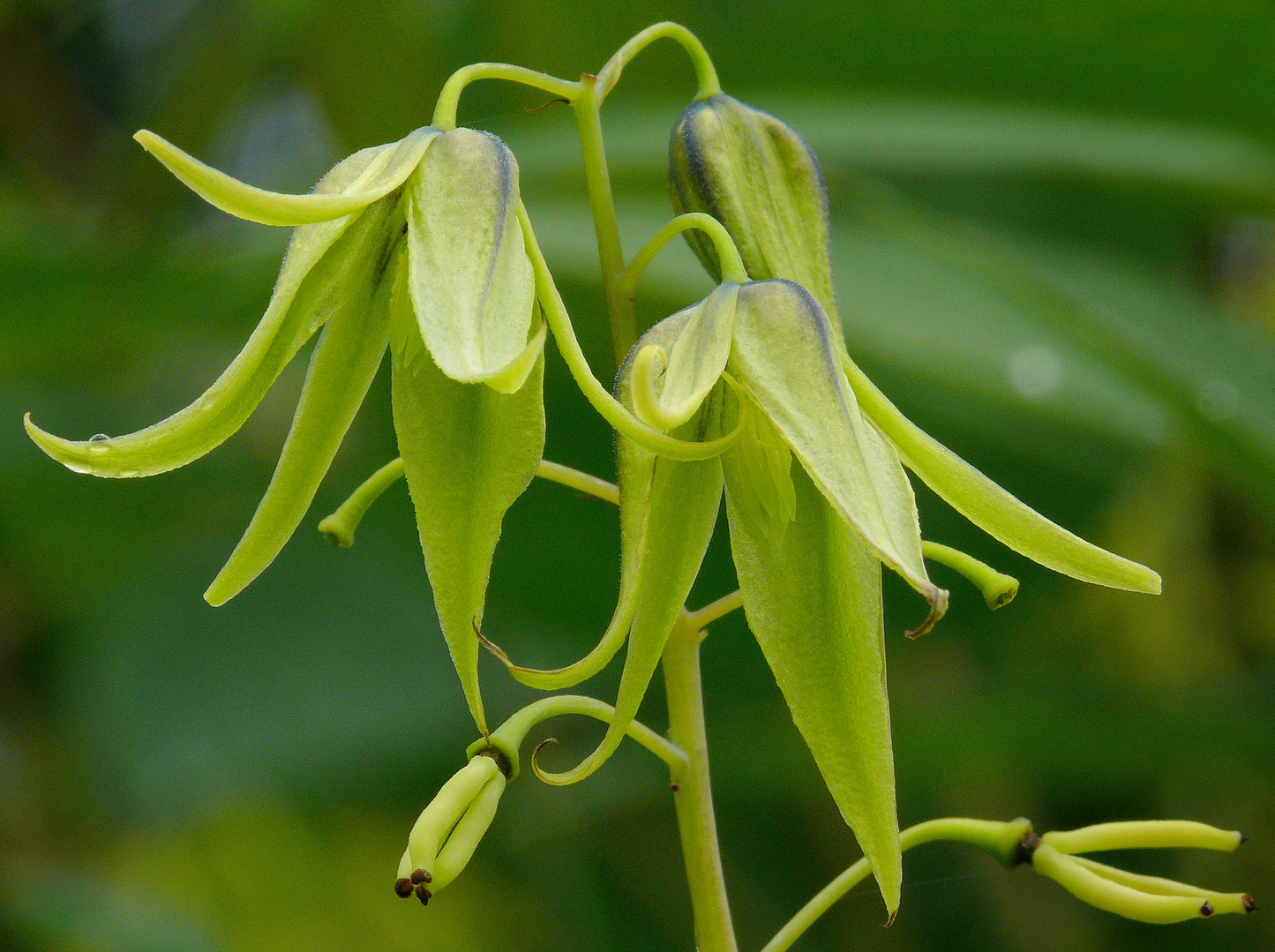 Blue Sausage Fruit   20 Seeds   Decaisnea fargesii