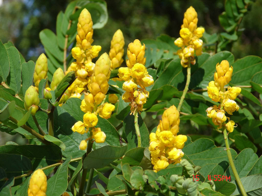 Candlestick Cassia Senna alata 10 Seeds