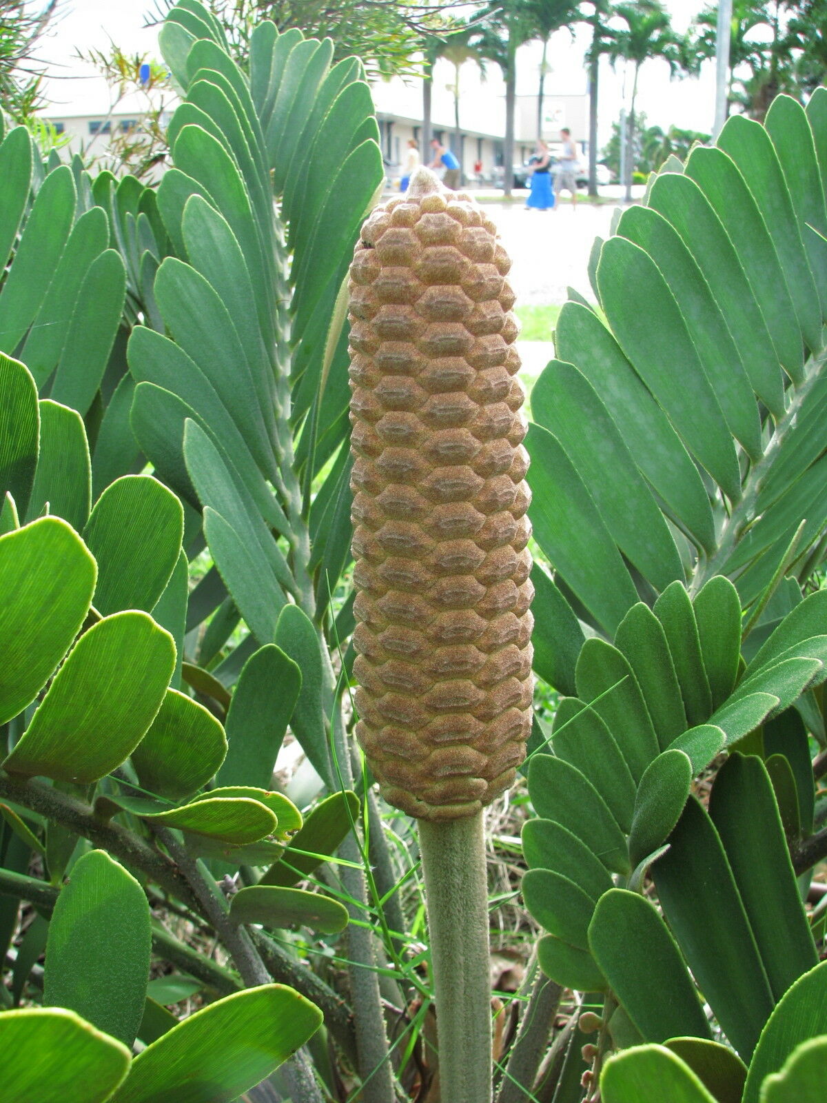 Cardboard Palm Cycad Zamia furfuracea 10 Seeds  USA Company