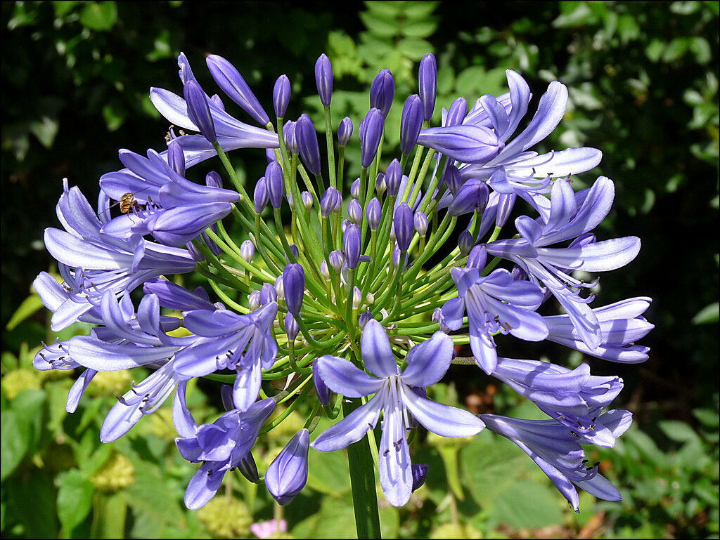 Lily of the Nile Agapanthus praecox 100 Seeds