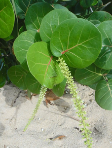 Copy of Sea Grape Coccoloba uvifera 10 Seeds