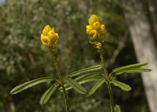 Candlestick Cassia Senna alata 10 Seeds