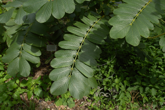 Candlestick Cassia Senna alata 10 Seeds