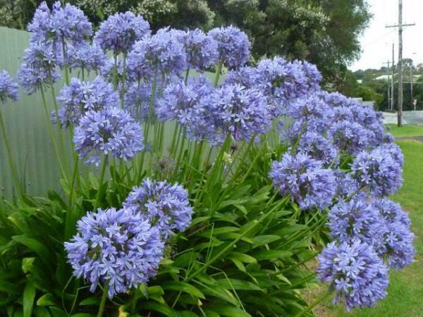 Lily of the Nile Agapanthus praecox 100 Seeds