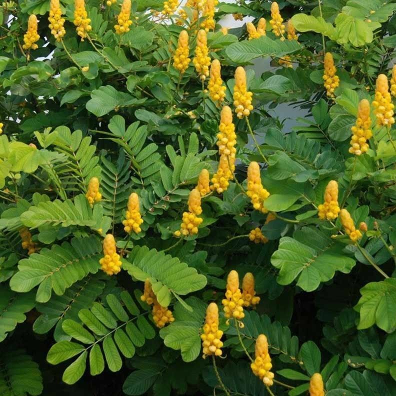 Candlestick Cassia Senna alata 10 Seeds