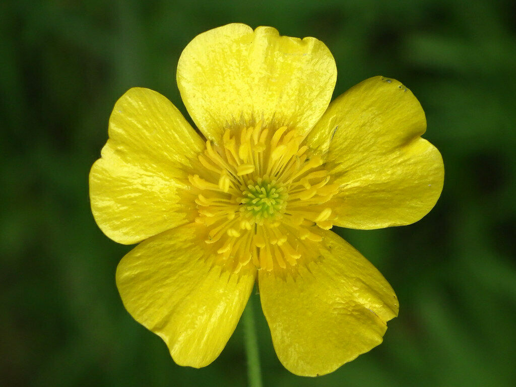 Meadow buttercup Ranunculus acris 500 Seeds   USA Company