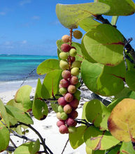 Load image into Gallery viewer, Copy of Sea Grape Coccoloba uvifera 10 Seeds