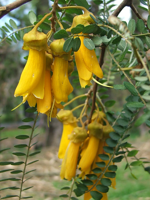 Large-Leaved Kowhai   5 Seeds   Sophora tetraptera