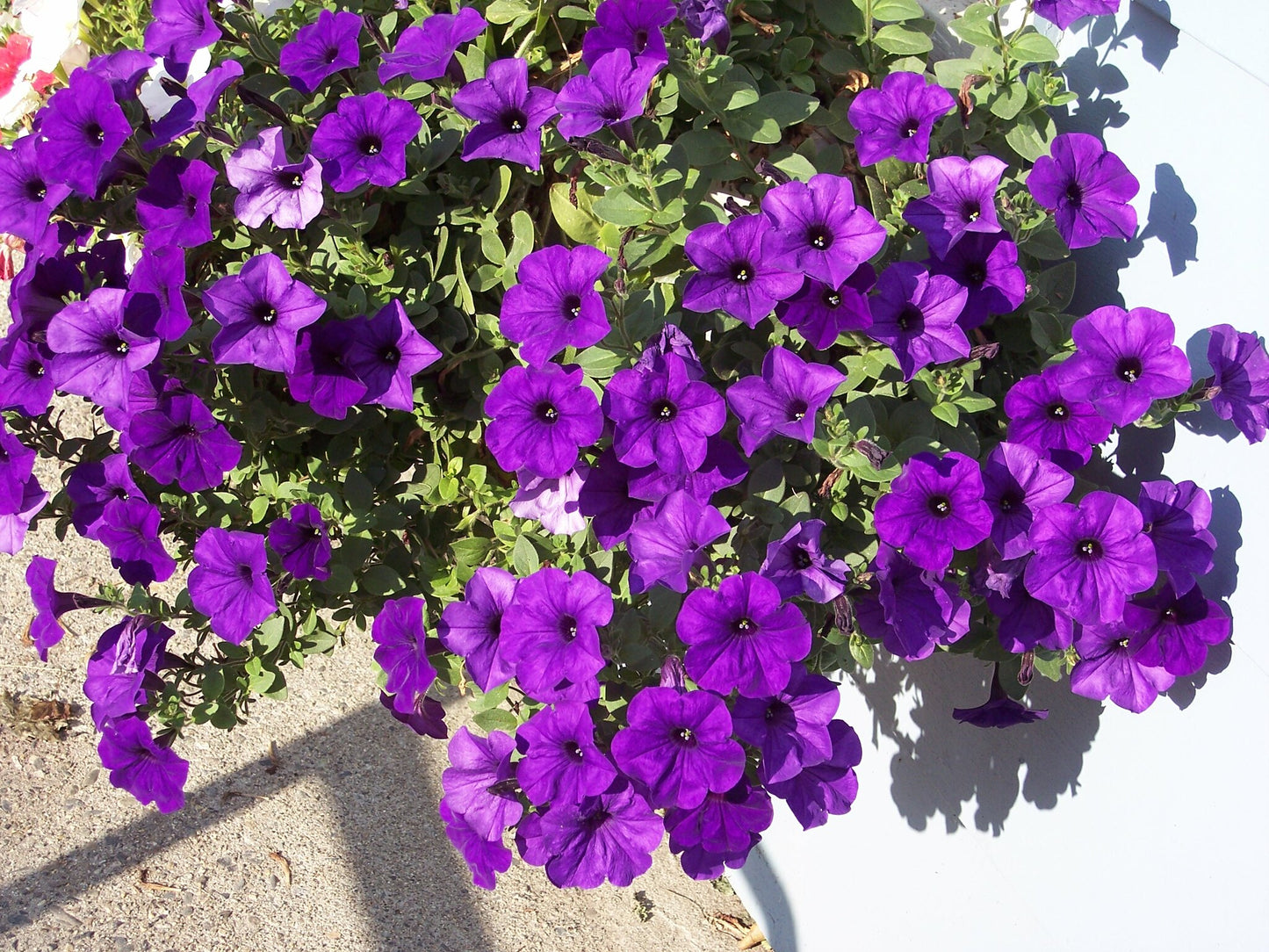 Purple Petunia  100 Seeds  Petunia Nana Compacta