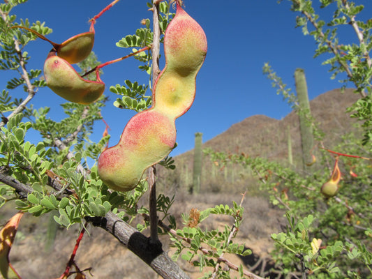 Catclaw Acacia  100 Seeds  Gregg’s Catclaw  Acacia greggii  USA Company