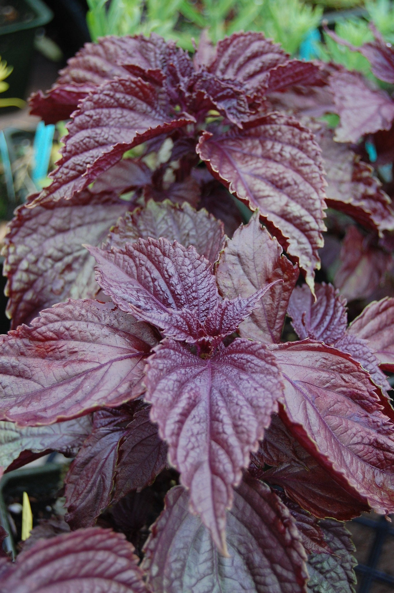 Beefsteak Plant   100 Seeds   Perilla frutescens