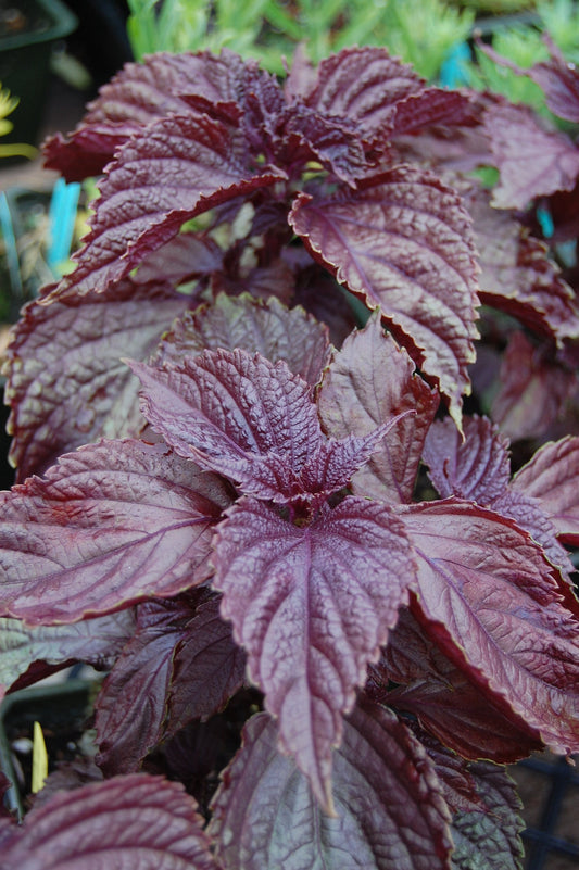 Purple Leaf   100 Seeds   Perilla frutescens