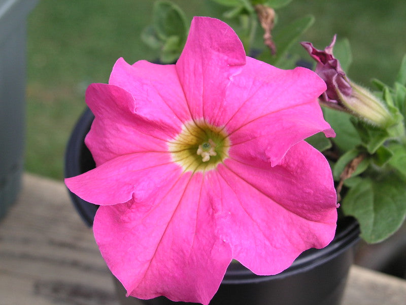 Pink Petunia  100 Seeds  Petunia Grandiflora