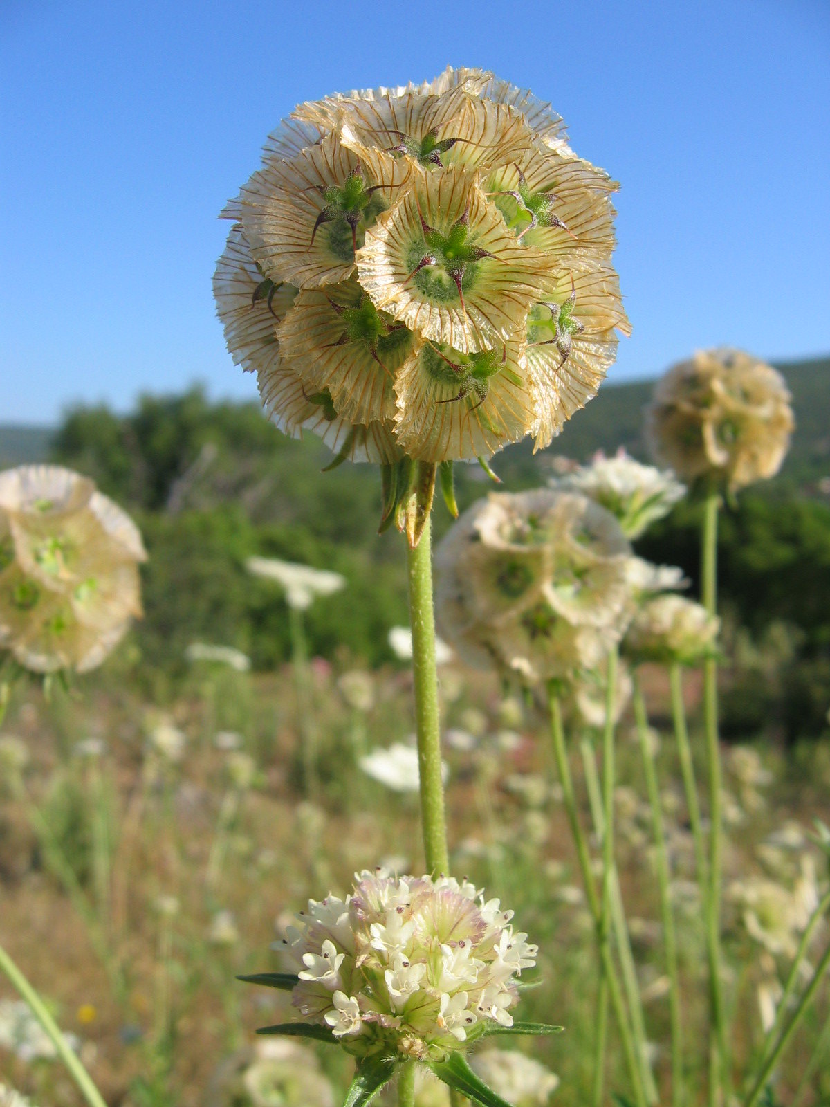 Starflower Pincushion Flower Scabiosa stellata 100 Seeds  USA Company