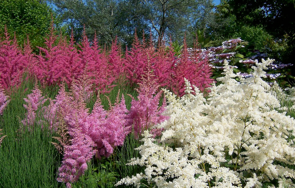 Astilbe Mix   100 Seeds   Astilbe arendsii