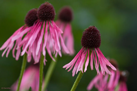 Narrow-Leaved Purple Coneflower  100 Seeds  Echinacea angustifolia