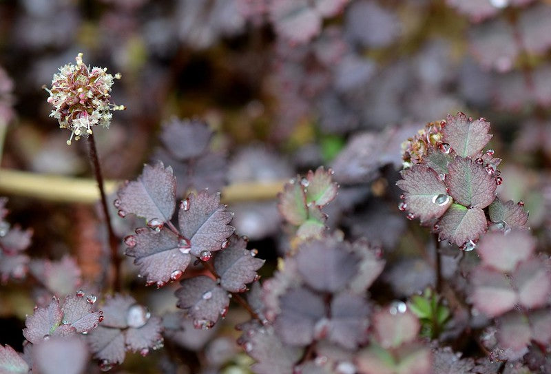 Purple Bidi-Bidi  20 Seeds  Acaena inermis ‘Purpurea’