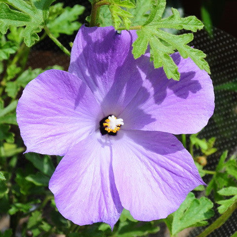 Blue Hibiscus  25 Seeds   Alyogyne huegelii