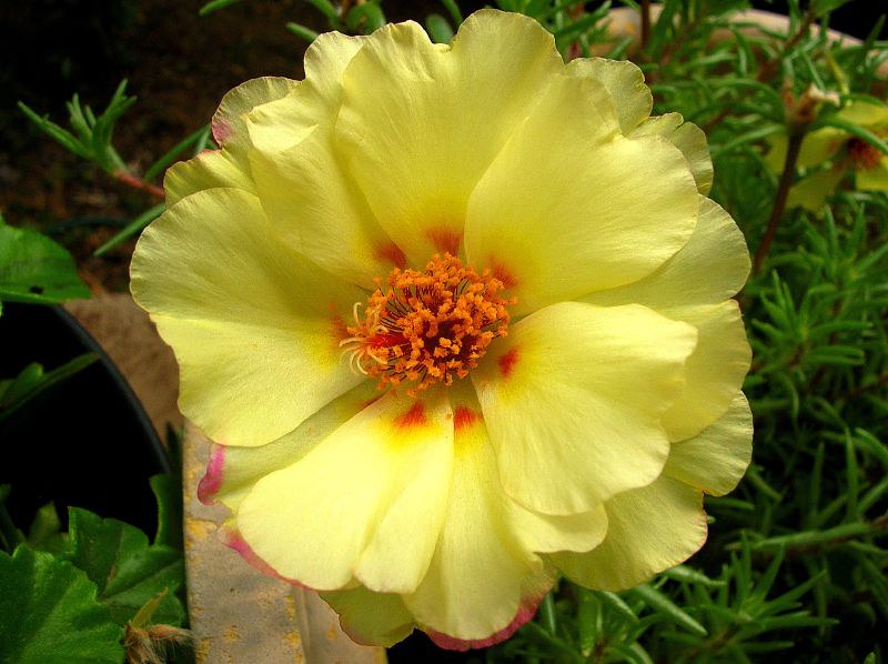 Yellow Moss Rose  100 Seeds  Portulaca grandiflora