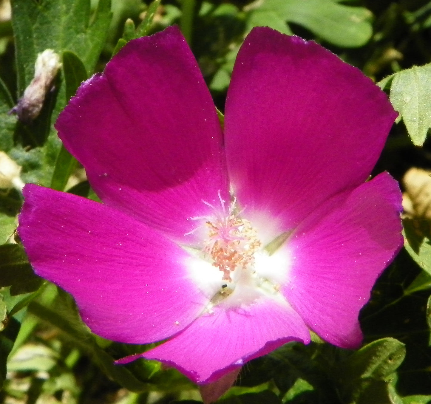 Purple Poppy Mallow Callirhoe involucrata 20 Seeds