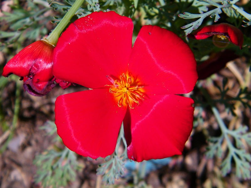 Red California Poppy  100 Seeds  Eschscholzia californica
