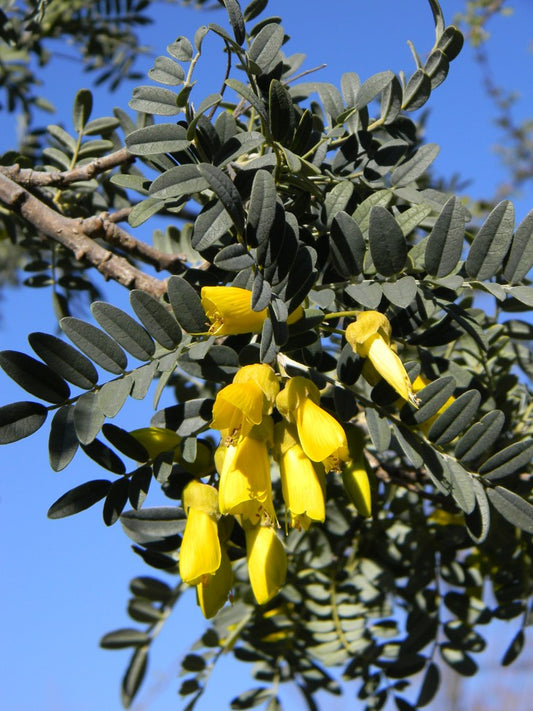 Chilean Kowai   5 Seeds   Sophora macrocarpa