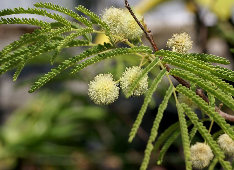 Fern of the Desert  20 Seeds  Lysiloma thornberi