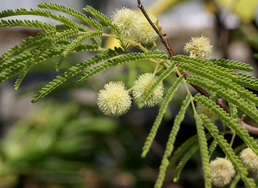 Fern of the Desert  20 Seeds  Lysiloma thornberi